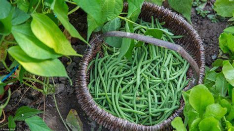 Jardin 8 Conseils Pour Cultiver Des Haricots Verts