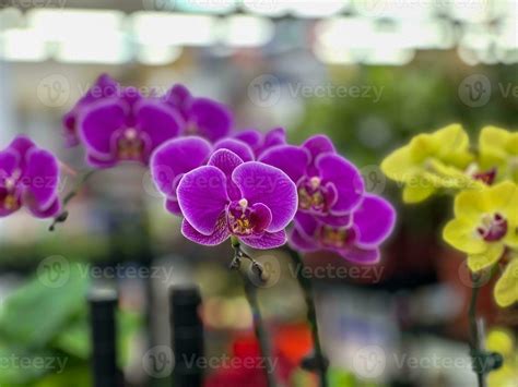 Beautiful purple orchid potted plant 25804815 Stock Photo at Vecteezy