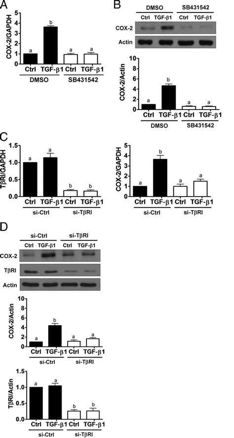 The Tgf Type I Receptor Is Required For Tgf Induced Cox Expression