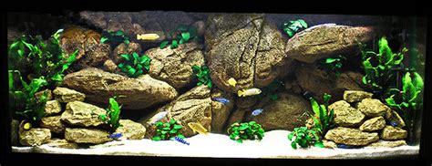 Mbuna Cichlids Tank Setup