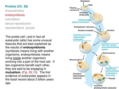 Learning Goals Lecture 2 Biological Diversity Basic Ideas Prokaryotes Protists Readings