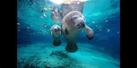 Manatees Wallpapers Wallpaper Cave