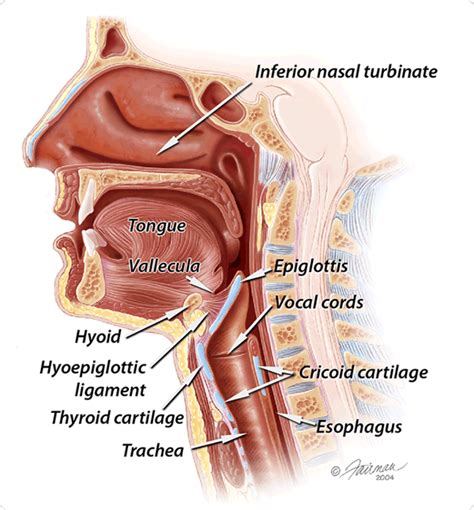 Laryngeal Anatomy Drawings | Speech pathology, Pathology, Human digestive system