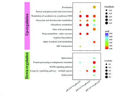 Kegg Enrichment Of Upregulated And Downregulated Genes In Each Download Scientific Diagram