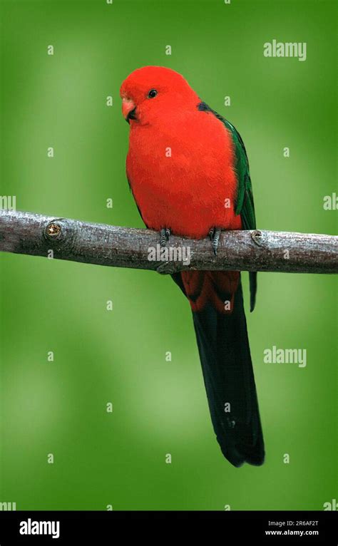 Australian King Parrot Male Alisterus Scapularis Scapularis