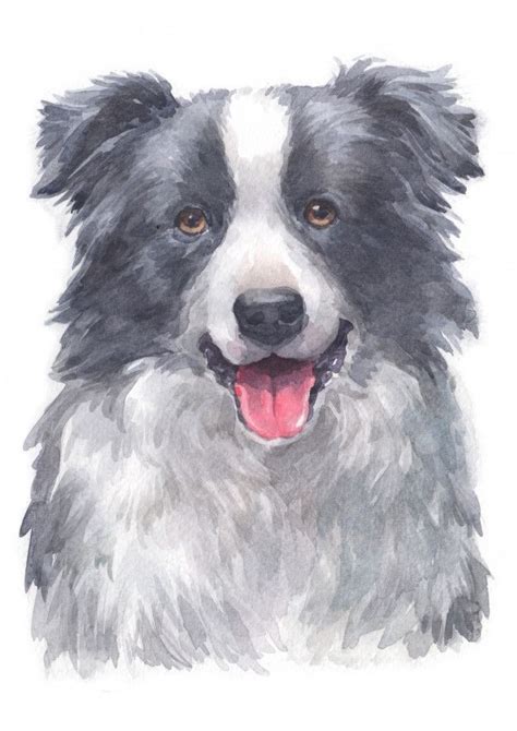 Beautiful Watercolor Painting Of A Border Collie