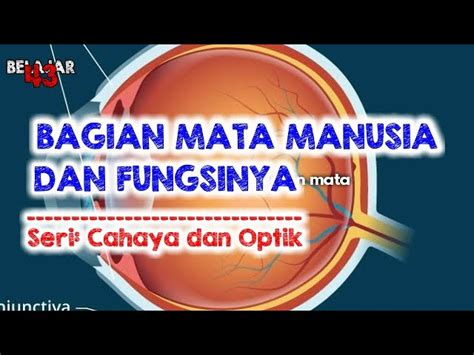 Detail Gambar Mata Manusia Dan Fungsinya Koleksi Nomer 44