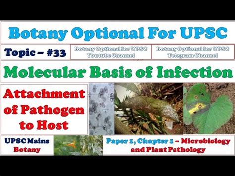 Plant Pathogen Interaction Molecular Basis Of Infection Microbiology