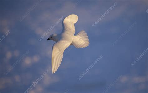 Snow petrel in flight, Antarctica, November - Stock Image - C041/1784 ...