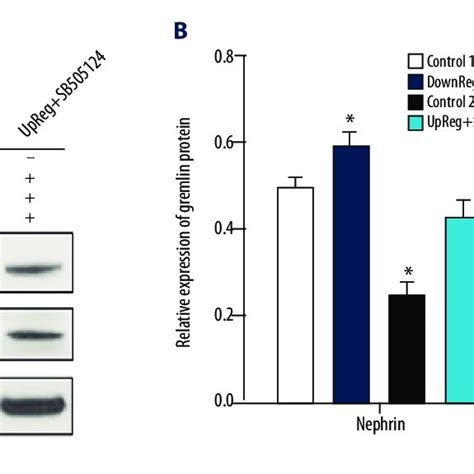 The Effect Of SB505124 On Nephrin And Synaptopodin Expression A