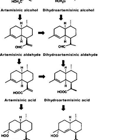 An Integrated Artemisinin Biosynthetic Pathway In A Annua Adopted