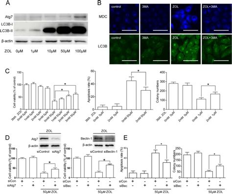 A Sacc Cells Were Treated With Various Doses Of Zol For H And