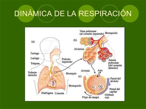 Fisiologia De La Respiracion