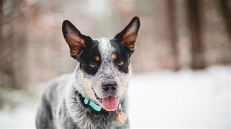 Are Red Heelers Aggressive Dogs