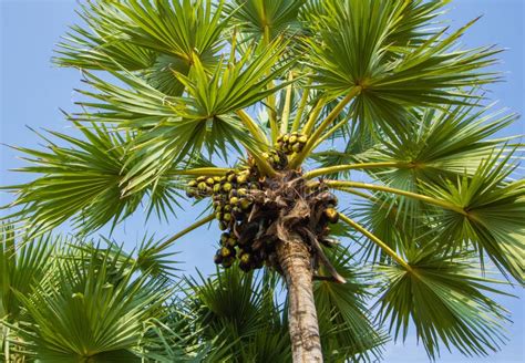 Sugar palm tree. stock photo. Image of bunch, plant, green - 31308654