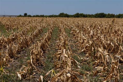 Dried Out Farms From China To Iowa Will Pressure Food Prices Bloomberg