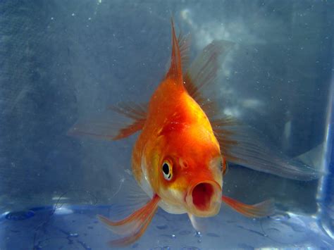 can goldfish smelly naturally 3