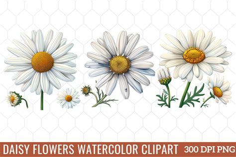 Daisy Flowers Watercolor Clipart Graphic By Craftart Creative Fabrica