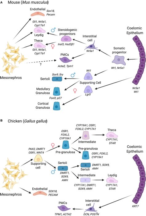 Gonadal Somatic Cell Differentiation In The Mouse Vs Chicken Embryo