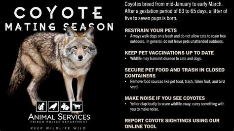 Coyote Mating Season Guidelines for Frisco Residents