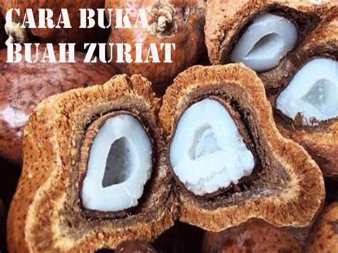 Cara Merebus Buah Zuriat Cara Penggunaan Buah Zuriat Untuk Promil