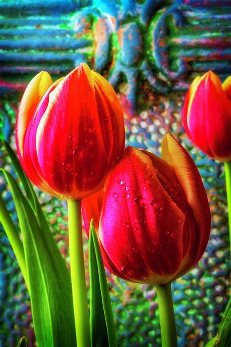 Tulips Together Photograph By Garry Gay Fine Art America