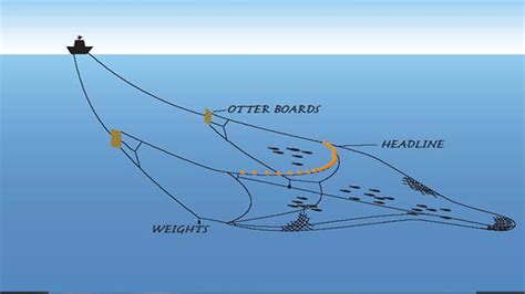 Pengertian Trawl Atau Pukat Harimau Dan Jenis Jenis Trawl Oceanofish