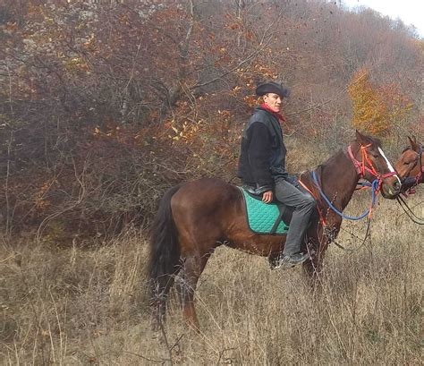 Cal Castrat 11 Ani Cuminte Folosit La Echitatie In Natura Atelaj