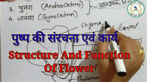 Structure And Function Of Flower पुष्प की संरचना एवं कार्य Hindi