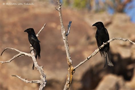 Spangled Drongo Dicrurus Bracteatus Kakadu Nt Brentonvt Flickr