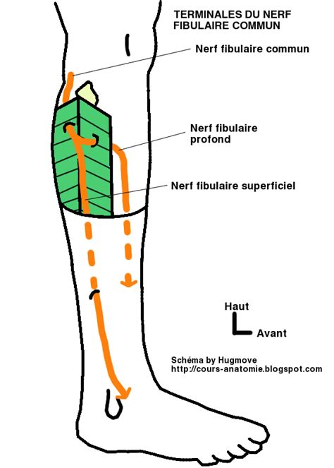 Nerf Sciatique Nerf Fibulaire Commun Et Nerf Tibial Cours D Anatomie