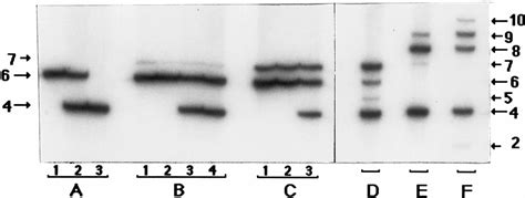 Figure From Evidence For Effective Suppression Of Recombination In