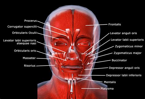 Anatomia Da Face