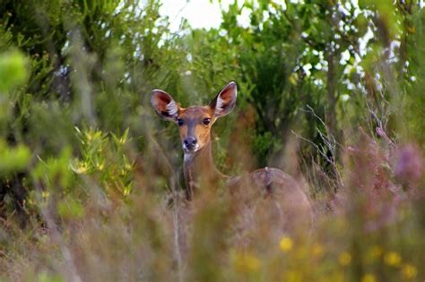 Animal Mamífero Fauna Silvestre Foto Gratis En Pixabay Pixabay