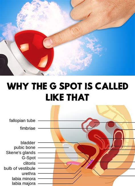 Have You Ever Wondered Why The Famous G Spot Is Called Like That Find