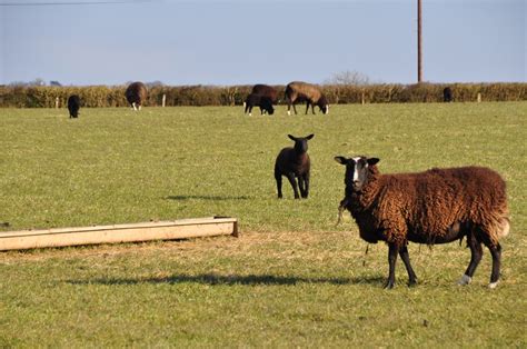 Mid Devon Grassy Field Sheep Lewis Clarke Cc By Sa 2 0