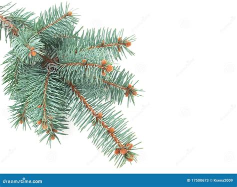 Blue Spruce Branch Stock Image Image Of Decor Spruce 17500673