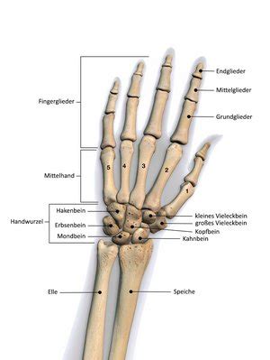 Anatomie der Hand Deutsches Zentrum für Orthopädie