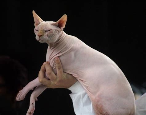 Sphynx Cat Colors An Overview With Pictures Hepper