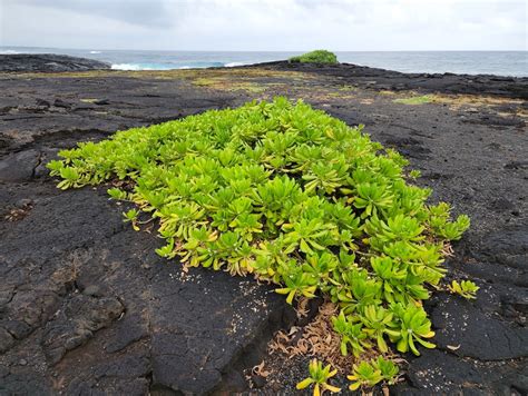 Kamehame Beach, Pahala - Hawaii Beaches