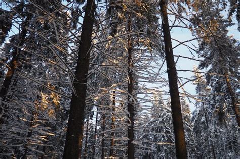 El Abeto Picea Es Un Rbol De Con Feras De Hoja Perenne De La Familia