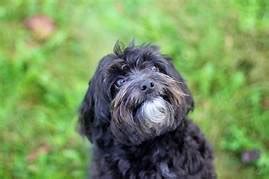 Schnoodle Grooming Guide - Step by Step With Pictures! (2024) - We Love ...