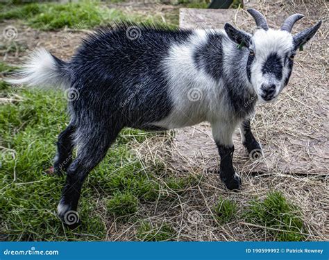 Black Dwarf Pygmy Goats