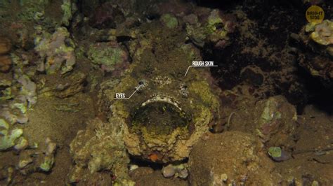 If You Step on This Sea Creature, You Have Seconds to Get Help / Bright ...