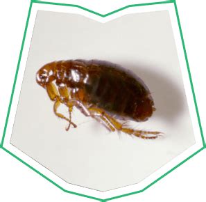 Flea Pest Control Services In Buckeye AZ Grizzly Pest Control