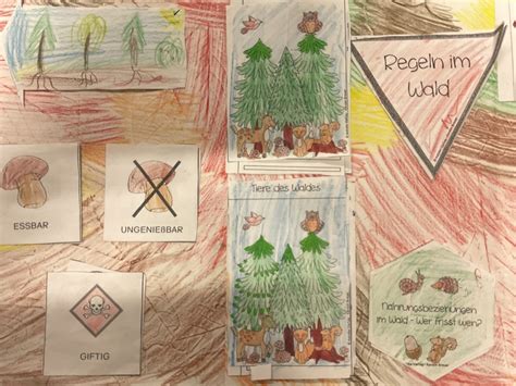 3a 3b Lapbooks Zum Thema Wald Grundschule Am Schlossberg Regenstauf