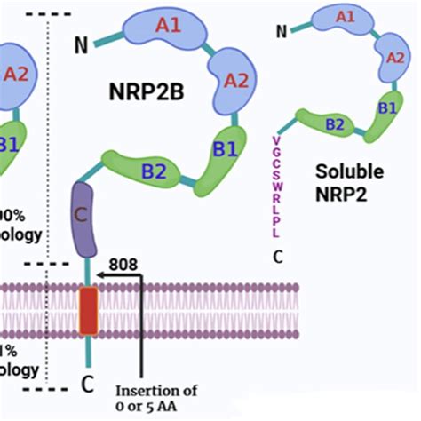 Schematic Representation Of Nrp Expression Regulation And Downstream