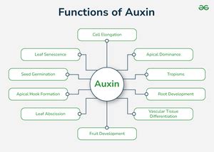 Auxin Hormone - Types, Function, Example, and Mechanism of Action ...