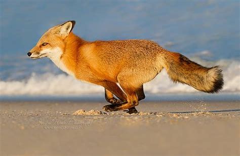 Image Result For Fox On Beach Animals Beautiful Fox Animal Movement