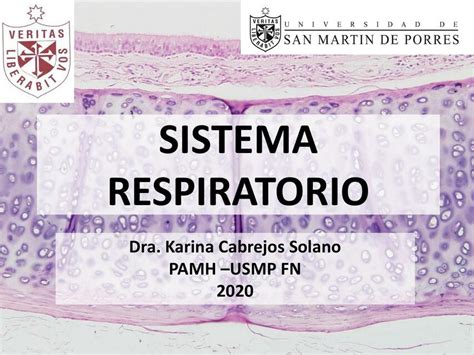 Sistema Respiratorio Histologia Viviana Lopez Miranda Udocz